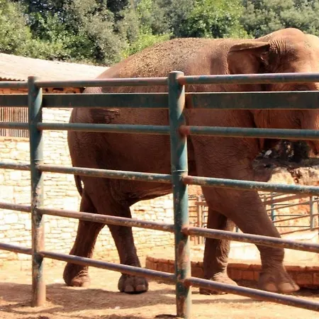 In With Swimming Pool *